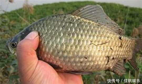 野钓|搞明白什么是大鲫压底,小鲫钓浮,野钓鲫鱼,也能比别人多钓几斤