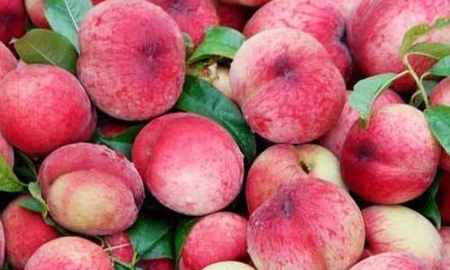 食物|秋天到了，常吃以下食物，清理肠胃，增强免疫力，试试看