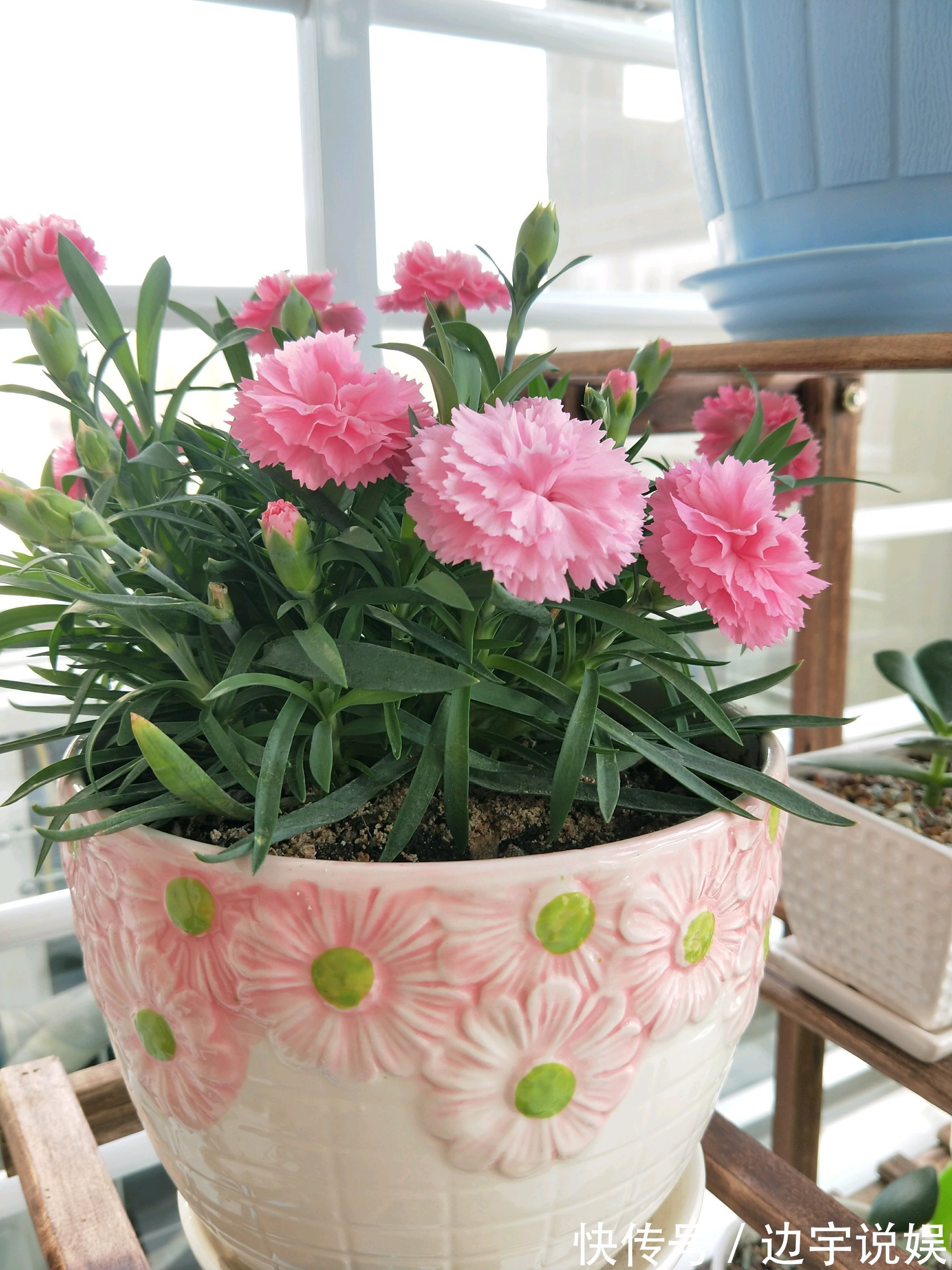 一种被低估的盆栽,花期超半年,漂亮又芳香,栽培容易,值得入手