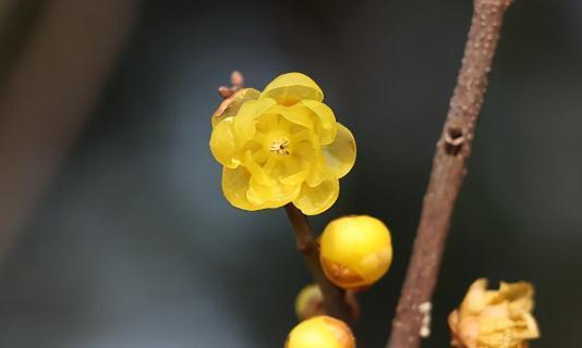 5种不怕冷的花,零下30度开花,有院子的,种起来