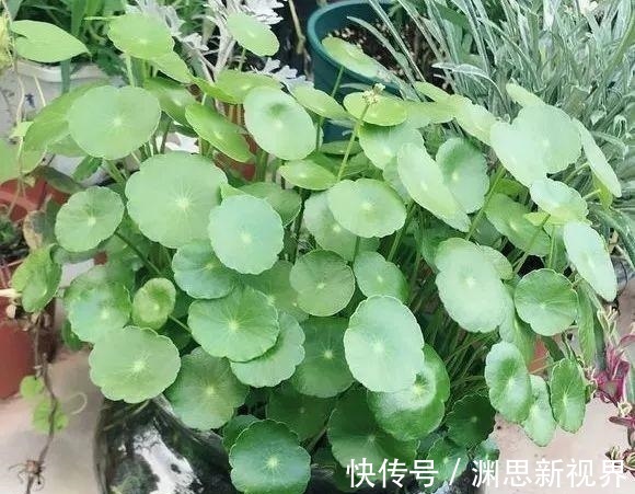 叶片|养铜钱草要“抓重点”，记住“2多1勤快”，叶子比硬币大2倍