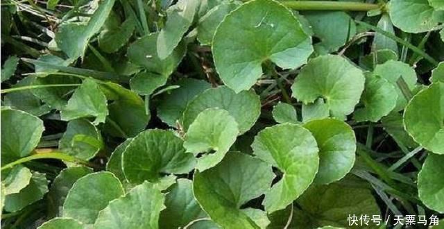 采摘|农村这种野草有剧毒,老农民却称它为“解毒王”,见到别随意采摘