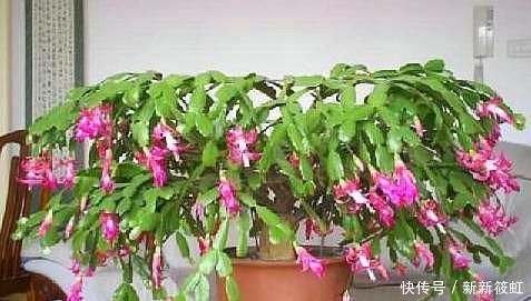 “嫁接”蟹爪兰,不注意这个“小细节”,成活率基本为“零”