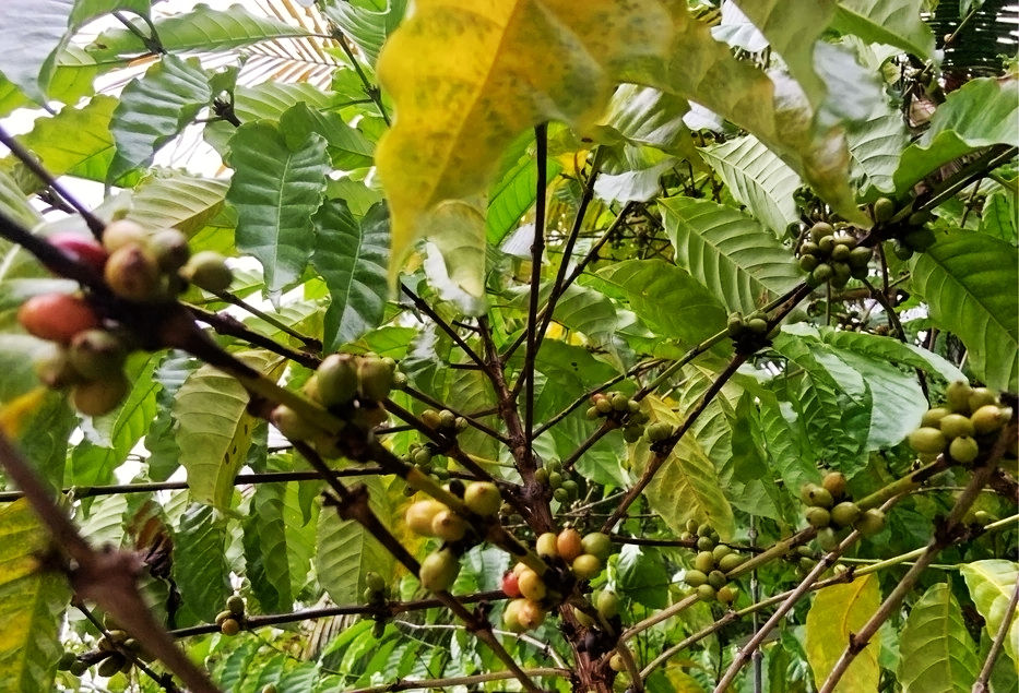 热带经济|美丽的植物园，独特的植物景观——游兴隆热带植物园