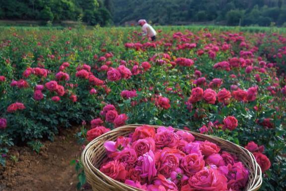 三水|肝不好的人,吃三食、喝三水、做好三件事,让肝慢慢好起来