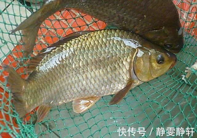搞明白什么是大鲫压底，小鲫钓浮，野钓鲫鱼，也能比别人多钓几斤