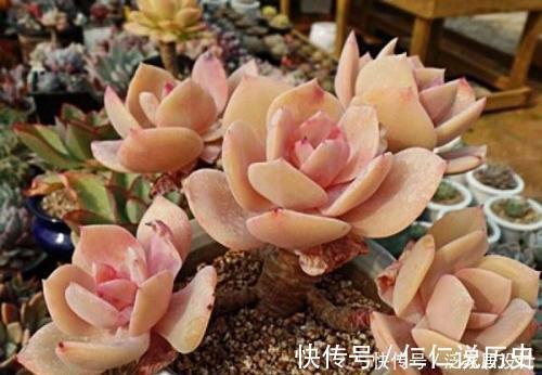 绮罗|这些多肉真霸气,长势旺小盆装不下,易度夏越养越值钱