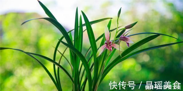 施肥|养兰花，牢记3点，兰花不烂根，不腐芽，猛发壮苗，花朵呼呼开