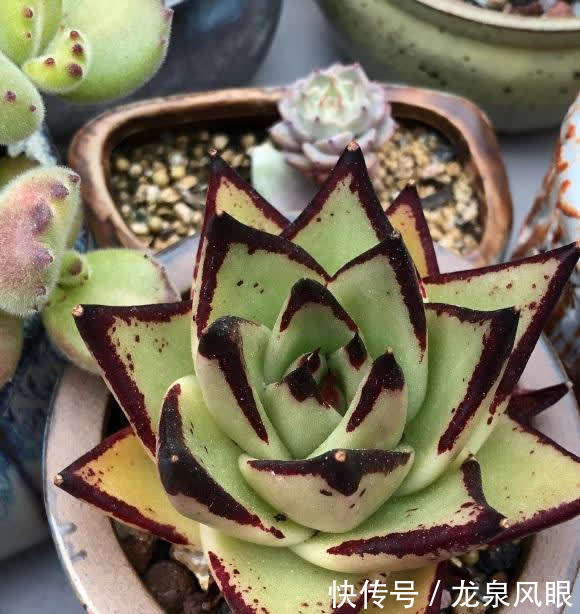 风扇|多肉想要养得好，通风，光照不能少，夏天养多肉，小风扇准备好