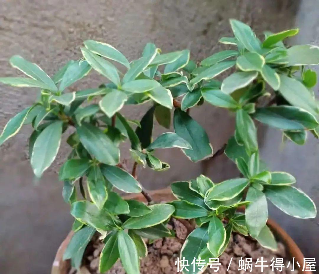 花苞|初秋8种花不能剪，轻则不开花，严重可能剩空盆