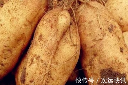 烤红薯|什么样的红薯更好吃红薯品种大揭秘,一看就懂
