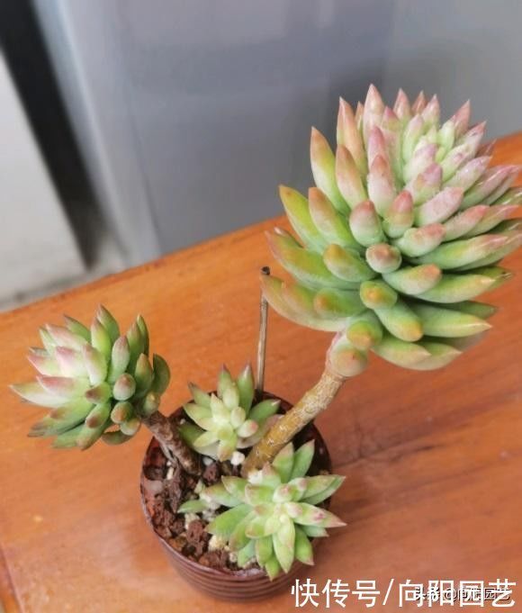 多肉为什么会徒长?哪些原因引起徒长?我们应该如何避免?