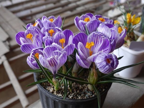 别再养绿萝吊兰了,此盆栽花漂亮又好养,家里种一棵,四季有花赏