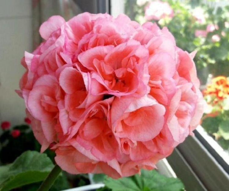 阳台就养几种花,花期长花量大,一盆千百朵,枝头花苞满