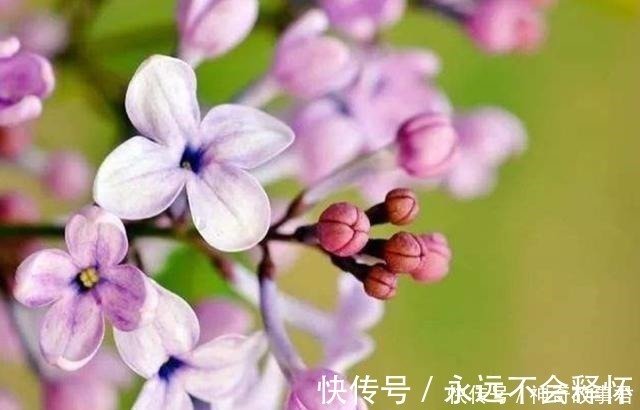 唐朝@唐朝最“肉麻”的一首诗,全诗仅20字,却道尽相思的苦楚!