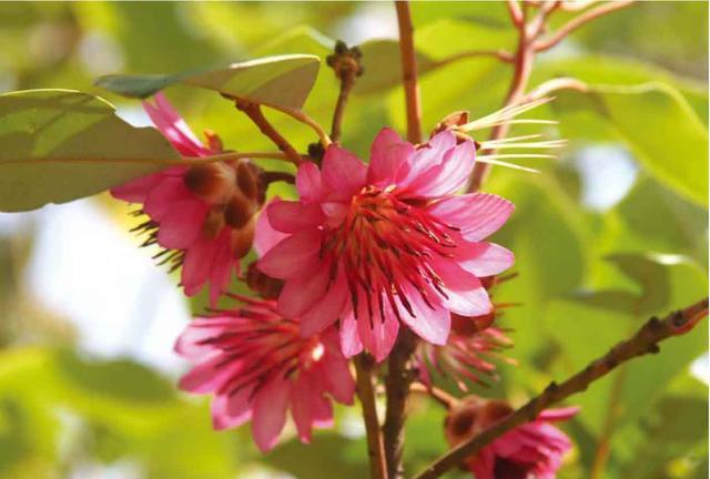 悬挂|此花宛如悬挂的吊钟，有着鲜艳夺目的花色，寓意着深山丽质