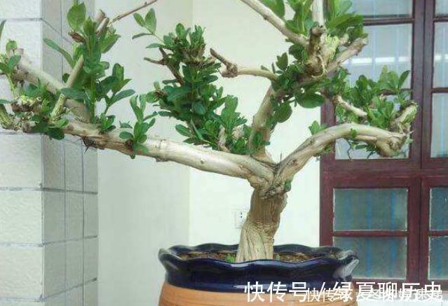 光照|不会养花，就养这2种绿植，好养能吃花芳香，两年长成盆景