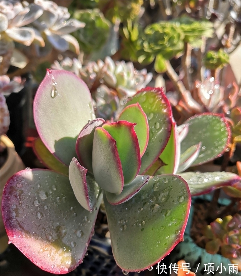 天下养肉人都一样贪