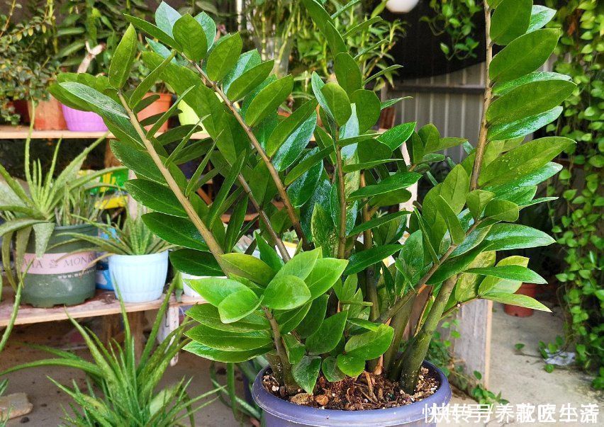 老花匠|老花匠的橘子皮从来不扔,晒干储存,用来养花好处多多