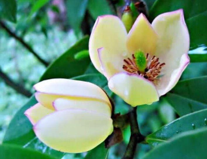 漂亮|4种“漂亮花”,好打理,易爆盆,花开不断,个个美出状态