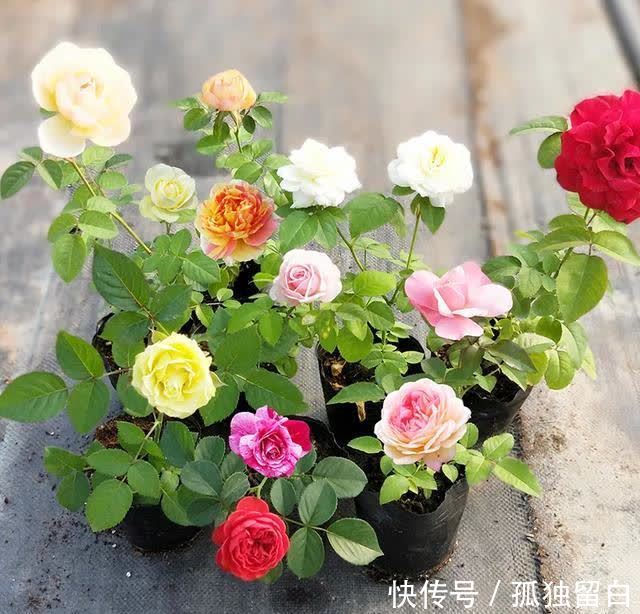 病弱苗|月季新苗、病弱苗这样养护,很快恢复生长,开花又香又多