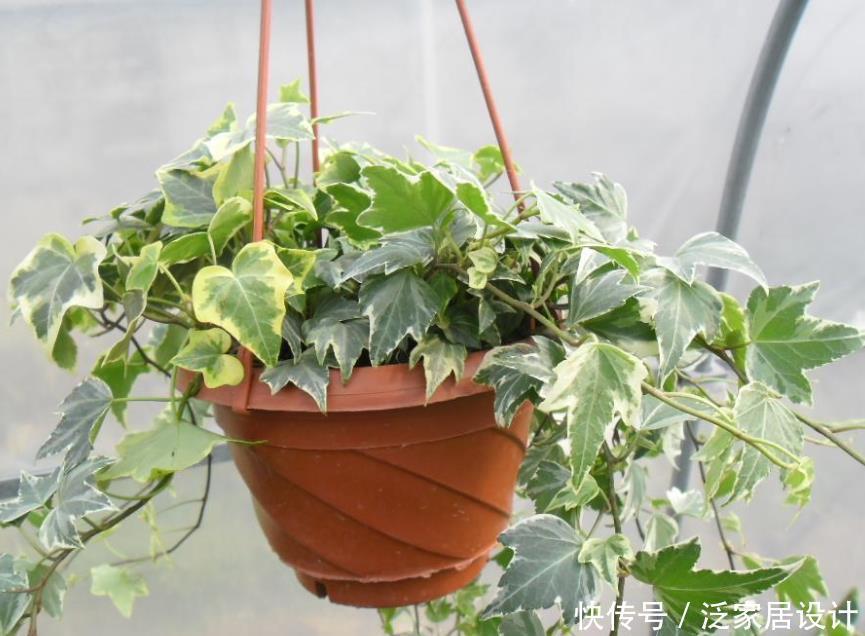 养花|家庭养花:制肥、施肥该掌握哪些小技巧?