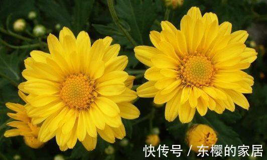 高颜值|农历7月17号起,最适合养这些花,高颜值易成活,花艳香浓