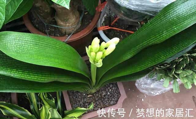 烂根|君子兰这样养,不黄叶不烂根,叶绿花艳,开花多
