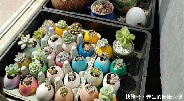 多肉花盆年年买不如换成这种,省钱又实用!多肉花盆年年买不如换成这种,省钱又实用!