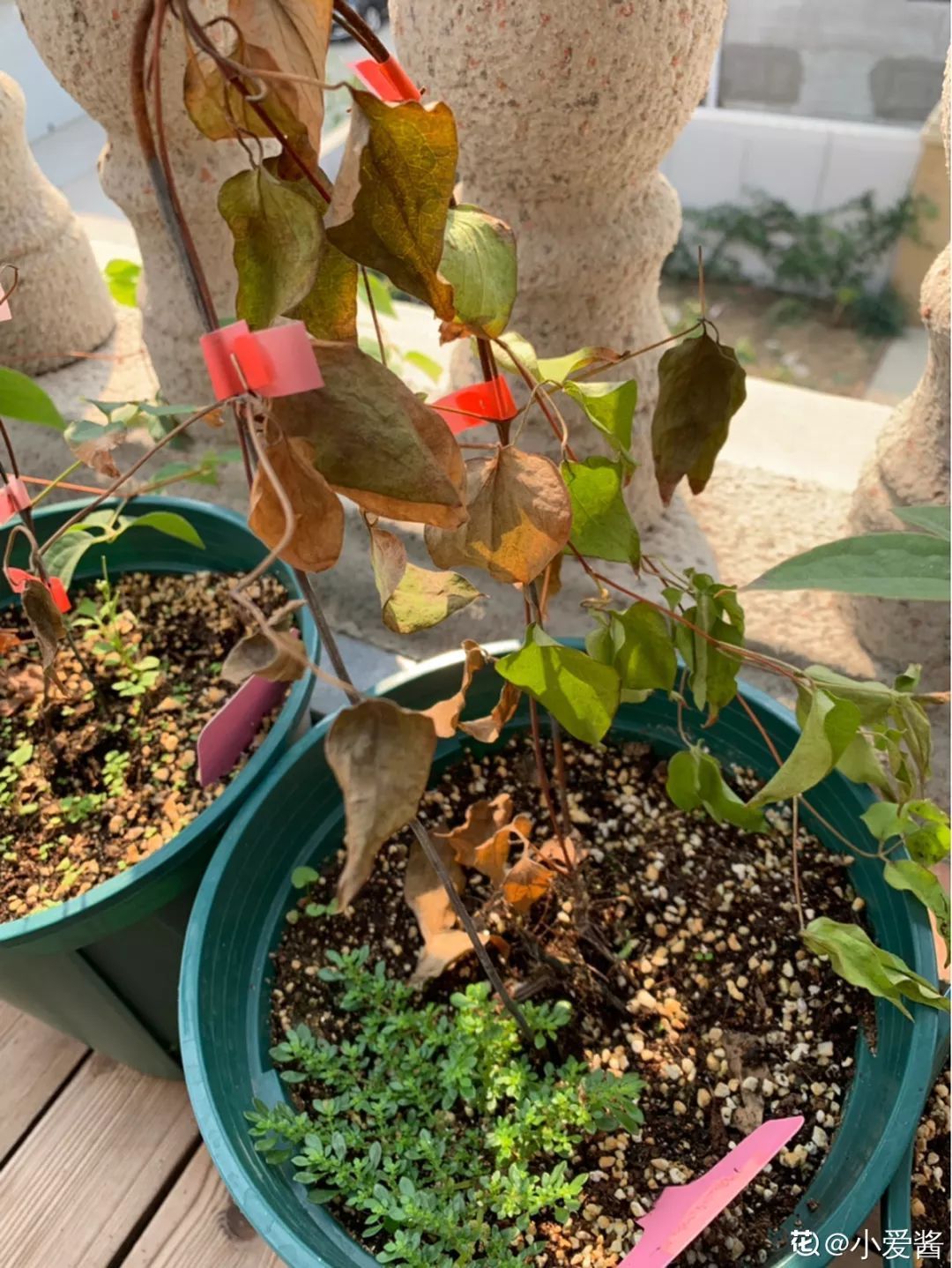 自制养花杀菌水,7天浇一勺,虫子全死光,再也不黄叶!