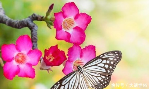 快要临近夏天,这3种花号称“热不死”,天越热花开的越旺