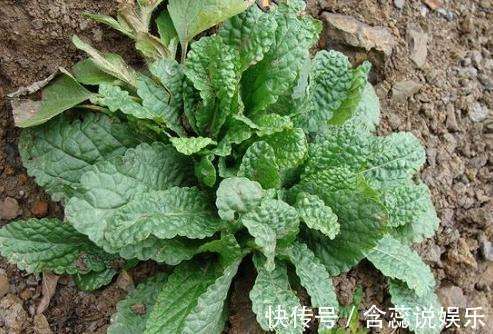 癞蛤蟆草|立秋后,感冒咳嗽很难受,不妨常吃此菜,止咳化痰,治感冒