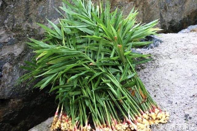 发芽的生姜|切2块“生姜”放盆里,15天后“冒小芽”,2个月成盆景,采挖一茬