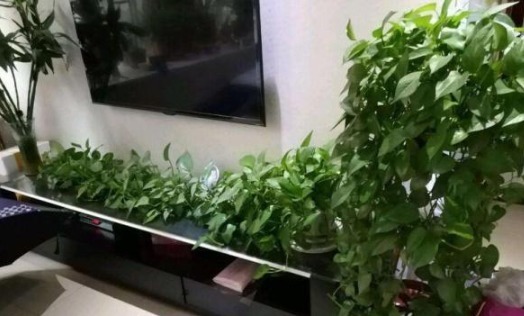 盆底埋点“它”，绿萝、君子兰疯长如“杂草”，叶大如掌花爆满盆