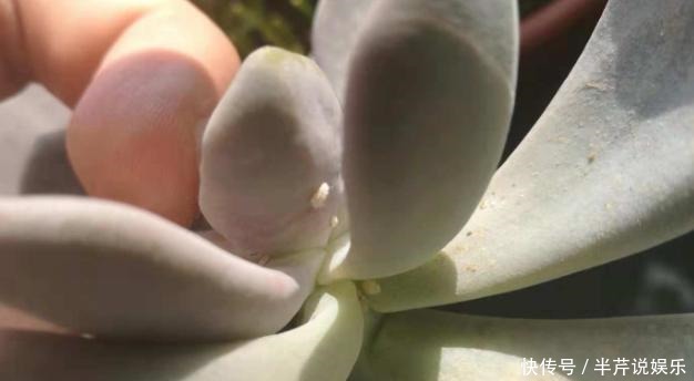 植物|冬季,蚧壳虫来袭该怎么解决!室内养花,弄明白这些再不用犯愁