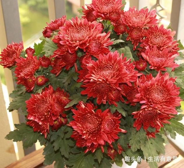 菊花四季开,花期300天怎么做到的老花匠说4招搞定!