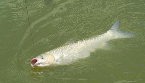 钓具选择“坑”很多，这些华而不实的钓具，多数没啥用！