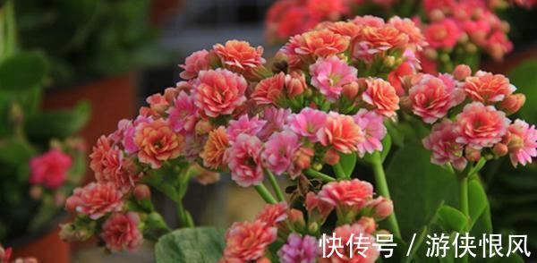 家里再穷,也要养的这三种“招财花”,不仅寓意好,还招财!