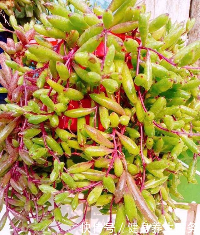 4种花太好养，沾土就能活，新手也能养爆盆！