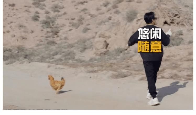 邓超录制节目被猪搞得晕头转向，直言：这样的节目以后不会再录了