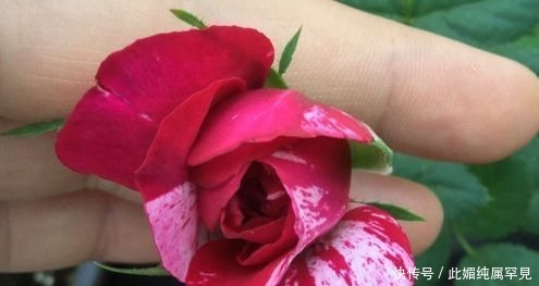 角堇|喜欢牡丹,不如养盆“优良玫瑰”苹果挞,似粉黛佳人,赏心悦目!