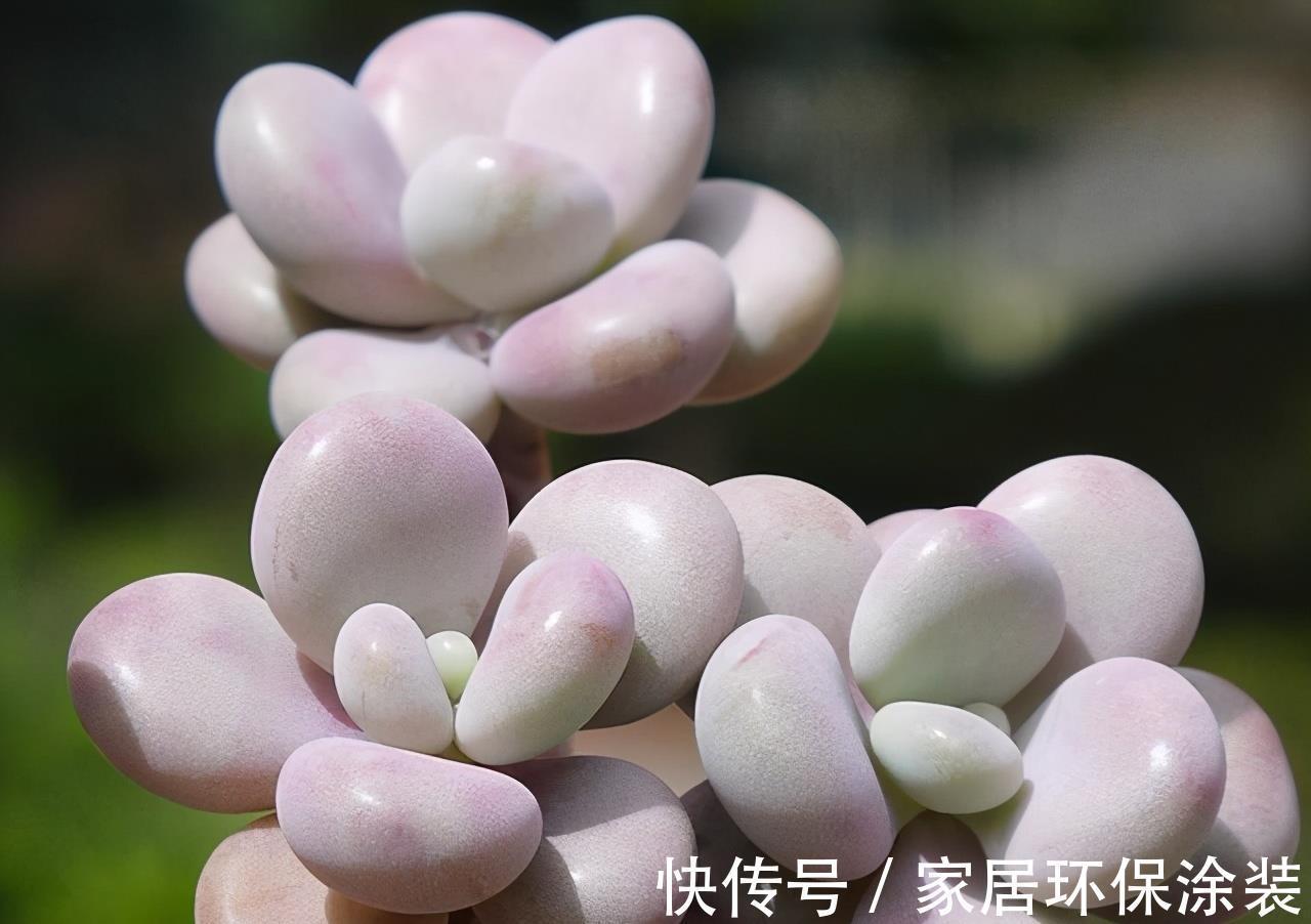 多肉|阳台养多肉施肥以简单有效为佳，啤酒兑水就不错，叶片肥厚状态好