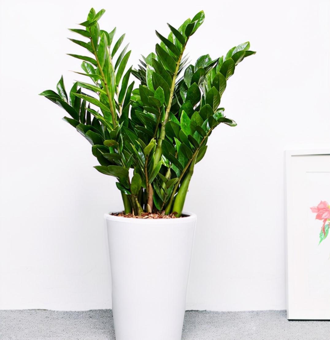 玉树|客厅见树,家业稳固,适合客厅养的8种树,大气美观,增添幸福感