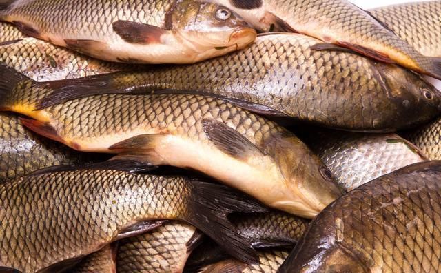 黑坑钓鱼心得分享,不想空手而归,推荐钓友看完收藏