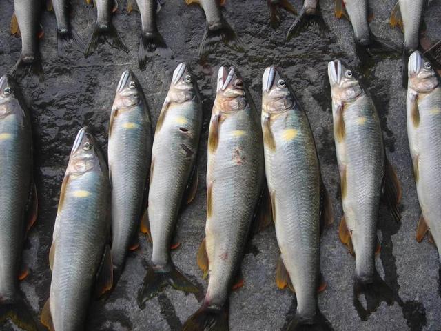 很多钓友不认识此鱼,能散发特殊香味,被市场誉为“淡水鱼之王”