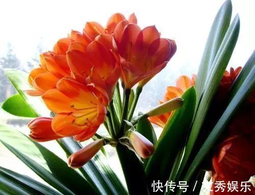 春养君子兰,1颗“洋葱”扔土里,营养充足,花朵开不停!