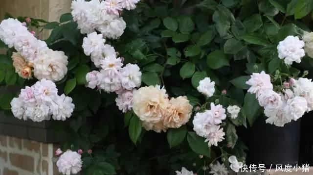 种植|家里有院子不如搞个种植池,这几样植物推荐给你