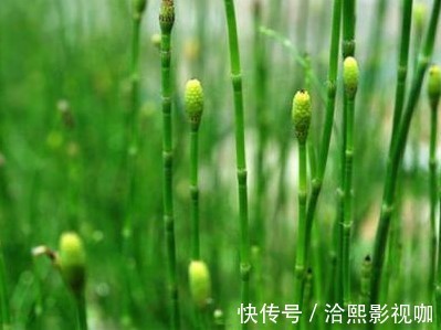 节草|随处可见的“节节草”有大功效!坚持服用一个月,解决多年烦恼!