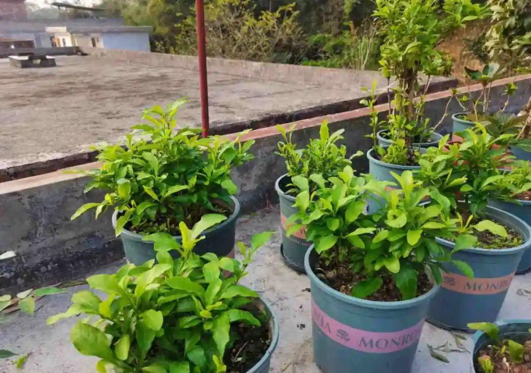 风雨兰|从养花大神家,偷来3个爆花技巧,快学,24小时后删