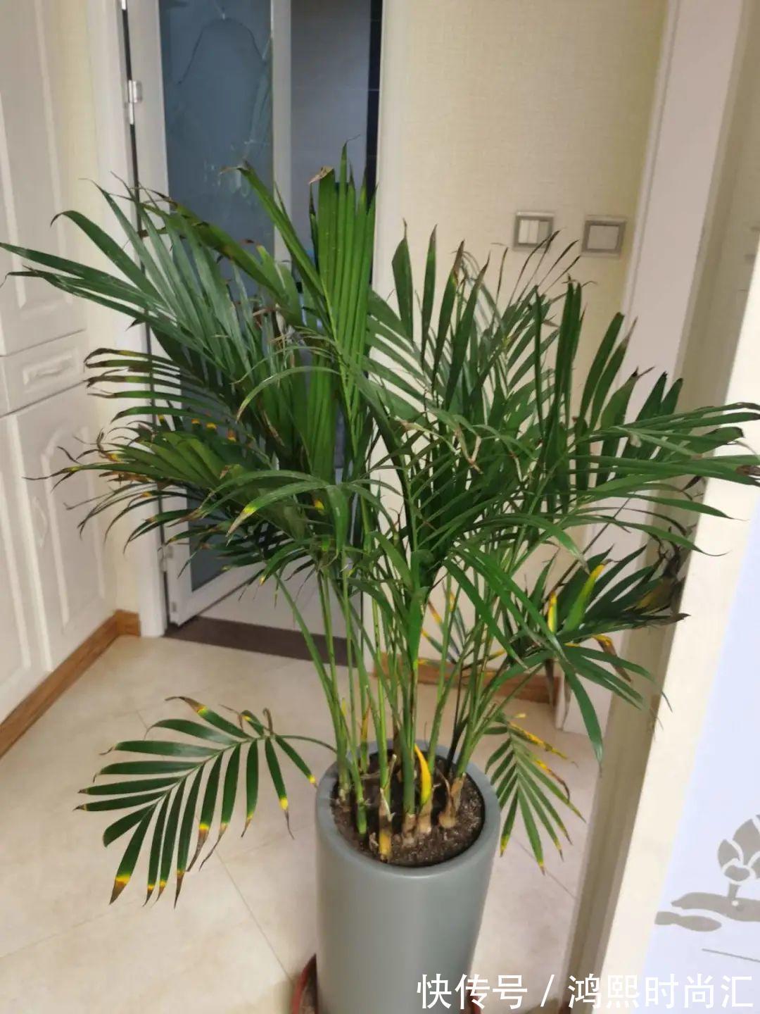 10种花越高越值钱,能长到2米,大高个霸气镇宅!